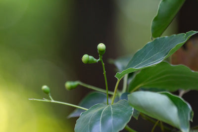 Camphor
